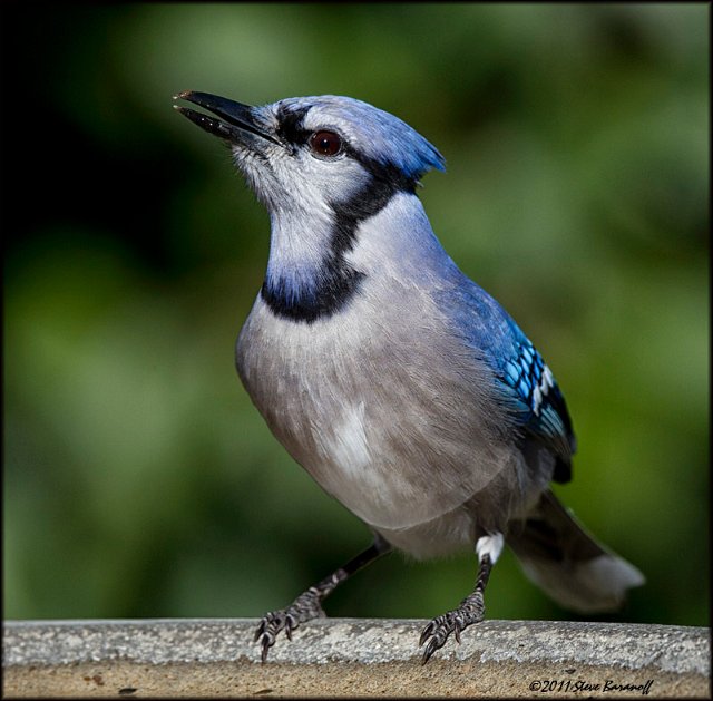 _1SB0792 blue jay.jpg